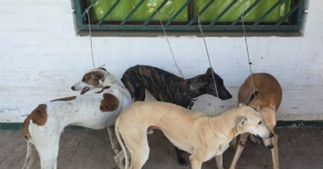 Nuevo operativo por caza furtiva: Cuatro perros galgos terminaron en la Guardería Municipal